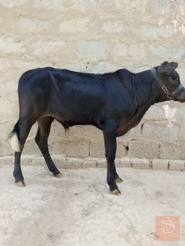 عجول العدد 4 للبيع في بابل