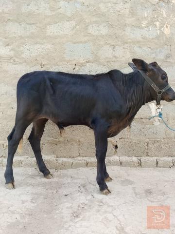 عجول العدد 3 للبيع في بابل