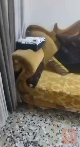 تخم 9 مقاعد للبيع في بغداد