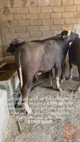 شفوكة عدد 5 للبيع في البصرة