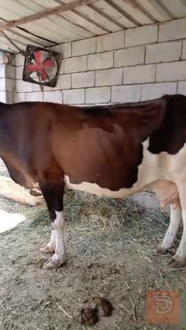 ستفار للبيع في البصرة