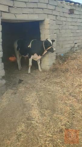 عجل استرالي سمين مستعمل للبيع في ميسان