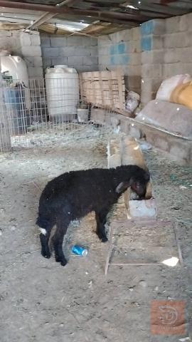 طاولة نثية حلوة للبيع في واسط