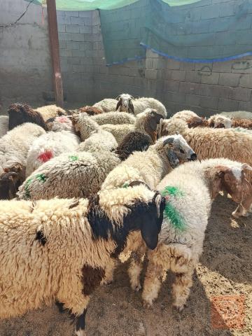 طليان سمان مال باديه للبيع في كربلاء المقدسة