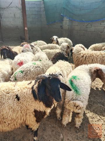 طليان سمان مال باديه للبيع في كربلاء المقدسة