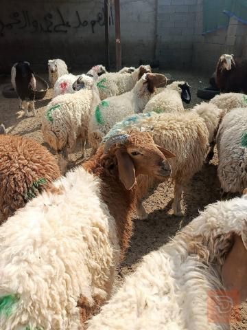 طليان سمان مال باديه للبيع في كربلاء المقدسة