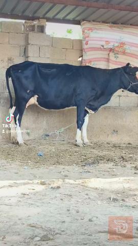 مكان بابل جبله