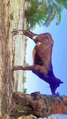 طير عليه شهر