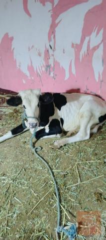 بجرة عمرها 8 أشهر للبيع في البصرة