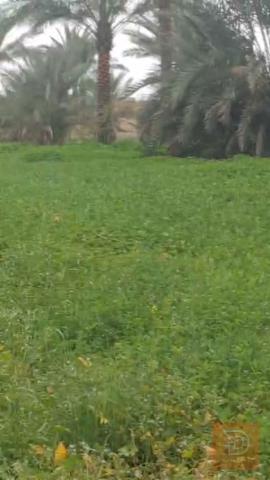 بستان في الحفرية 5 دوانم للبيع في واسط