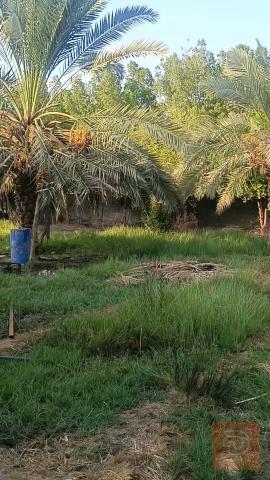 أرض زراعية 1000 متر للبيع في البصرة