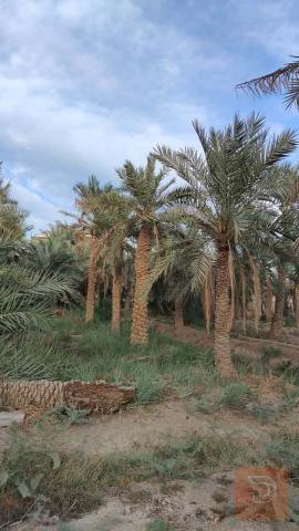 دار مع بستانين طابو منفصل 2200 م للبيع في صلاح الدين
