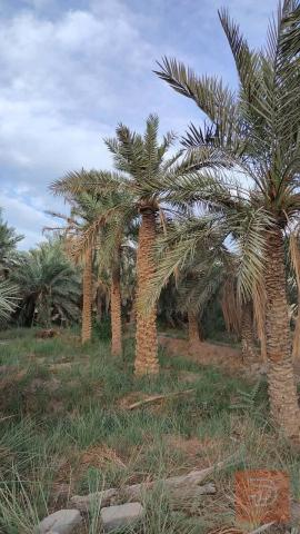 دار مع بستانين طابو منفصل 2200 م للبيع في صلاح الدين