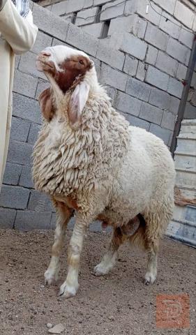 فحل كريش مكفول للبيع في البصرة