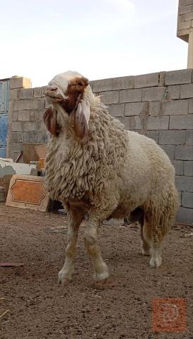 فحل كريش مكفول للبيع في البصرة