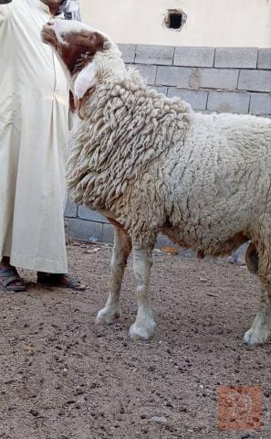 فحل كريش مكفول للبيع في البصرة