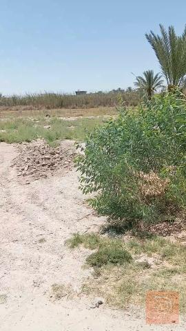 دونم أرض في الأنبار الكرمة ٢٥٠٠ متر للبيع