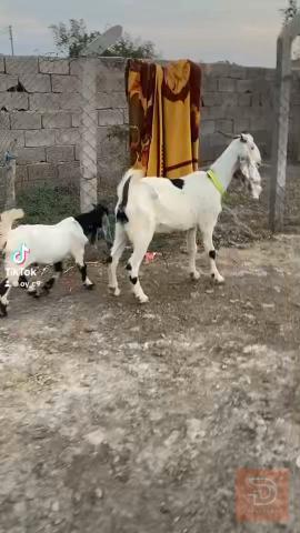 صخله ورجينه للبيع في ميسان