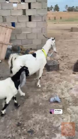 صخله ورجينه للبيع في ميسان