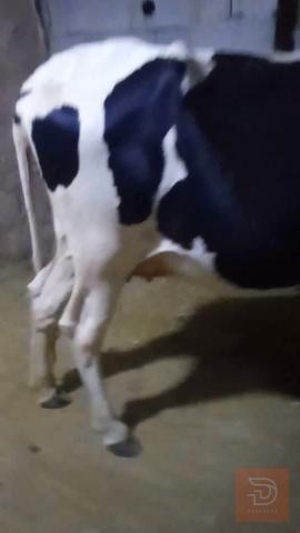 حيوان سمين للبيع في البصرة