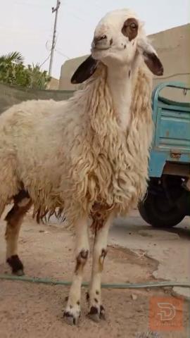 ورجين مال فحوليه عمر 10 اشهر للبيع في البصرة