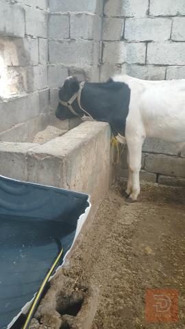 عجل نوعيه حلوه للبيع في البصرة