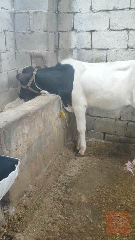 عجل نوعيه حلوه للبيع في البصرة
