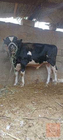 عجل استرالي اصلي للبيع في البصرة