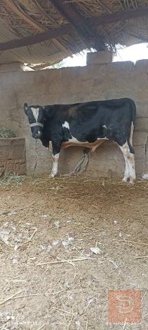 عجل استرالي اصلي للبيع في البصرة