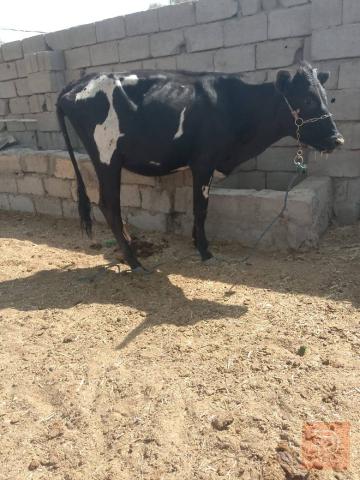 3 فريزيات بصحة جيدة للبيع في بابل