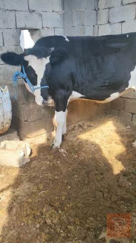 بجره فريزي ممتازة مستعمل للبيع في البصرة