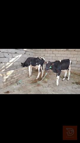 عجول عدد 6 للبيع في بابل