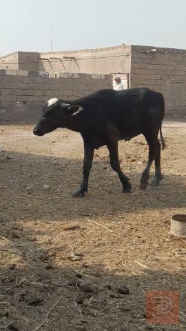 حولي في البصرة للبيع