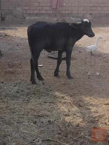 حولي في البصرة للبيع