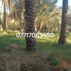 بستان للبيع 7.5 دونم في كربلاء الحسينية