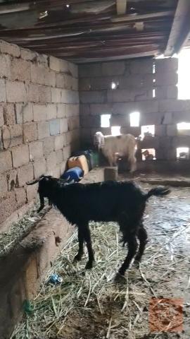 زوج صخول ذكوره حلوات للبيع في واسط