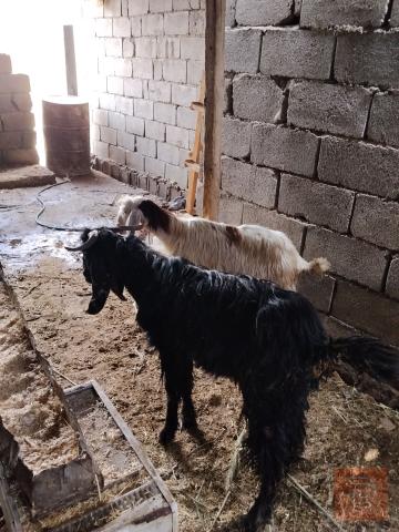 زوج صخول ذكوره حلوات للبيع في واسط