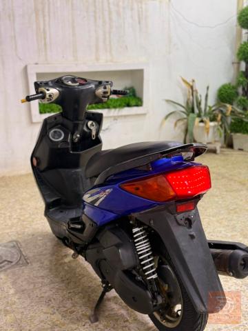 سكنس فحل نوزل خطين جديد للبيع في بغداد