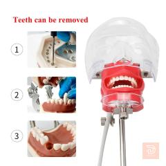 نموذج تعليمي لمحاكاة الفك YOUYA DENTAL جديد للبيع في واسط