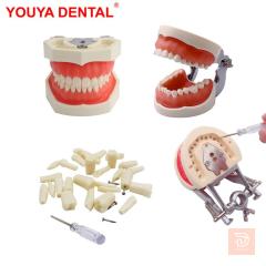 نموذج تعليمي لمحاكاة الفك YOUYA DENTAL جديد للبيع في واسط