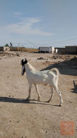 صخول حلوات خشنات للبيع في واسط