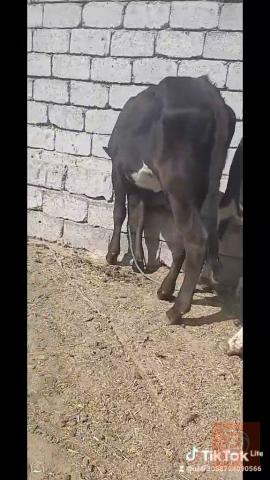 مباجير العدد 7 مستعمل للبيع في بابل