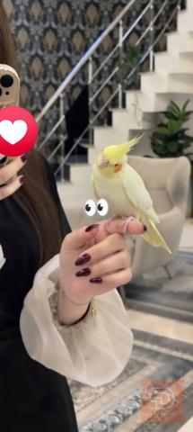 اليف طينه لعوب وصحته زينه للبيع في كربلاء المقدسة