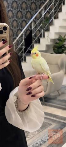 اليف طينه لعوب وصحته زينه للبيع في كربلاء المقدسة