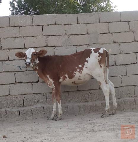 بچر سمتال نوعية فاخرة للبيع في بابل
