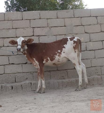 بچر سمتال نوعية فاخرة للبيع في بابل