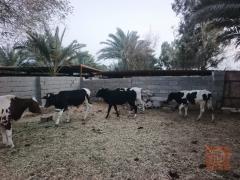 عجول فريزي عدد 7 للبيع في واسط