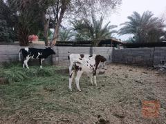 عجول فريزي عدد 7 للبيع في واسط