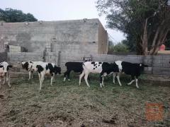 عجول فريزي عدد 7 للبيع في واسط