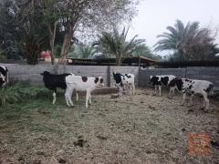 عجول فريزي عدد 7 للبيع في واسط